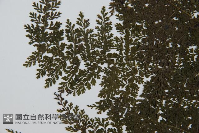 稀子蕨藏品圖，第5張