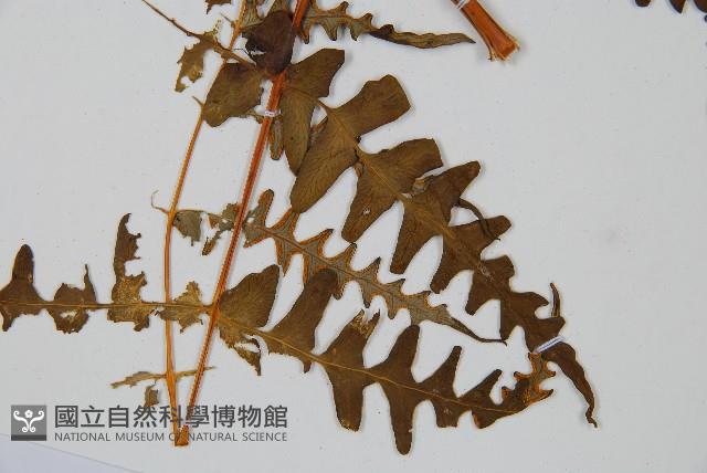 栗蕨藏品圖，第5張