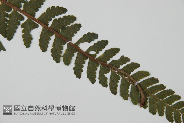 團羽鱗蓋蕨藏品圖，第5張