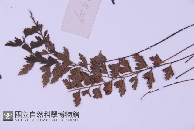 斜葉鐵角蕨藏品圖，第5張