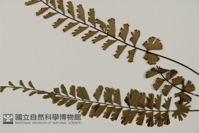 馬來鐵線蕨藏品圖，第2張