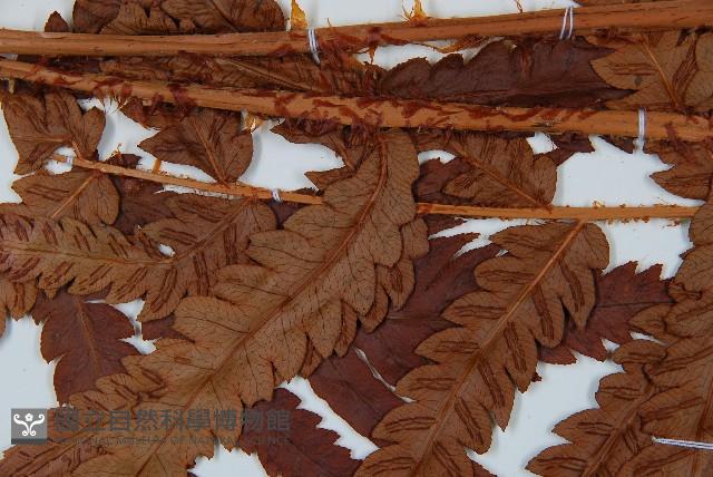 日本狗脊蕨藏品圖，第5張