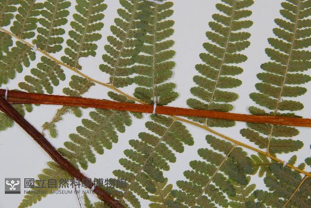 姬蕨藏品圖，第5張