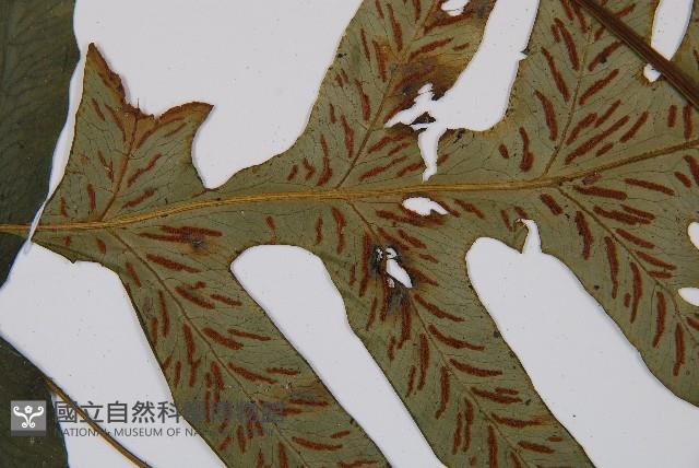 假腸蕨藏品圖，第8張