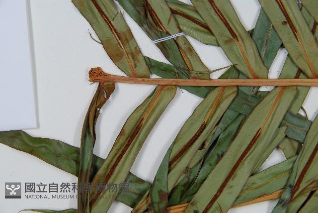 烏毛蕨藏品圖，第5張