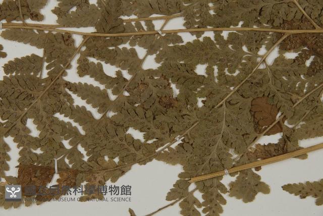 腫足蕨藏品圖，第5張