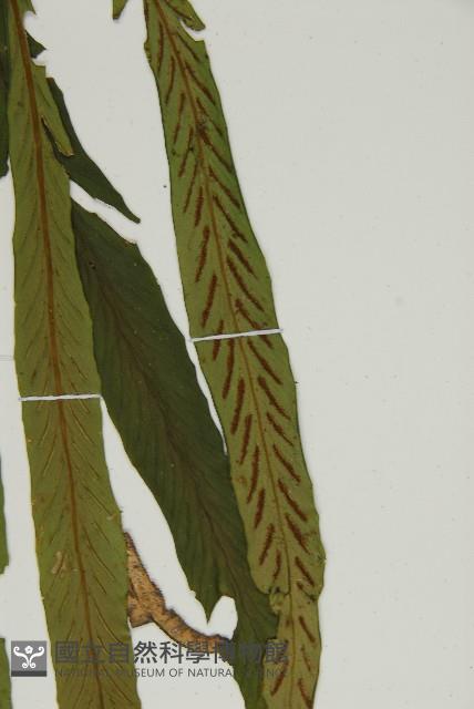 劍葉鐵角蕨、箭葉鐵角蕨藏品圖，第5張