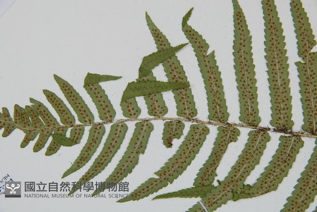 桫欏鱗毛蕨藏品圖，第5張