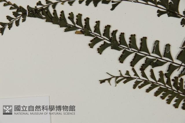 馬來鐵線蕨藏品圖，第5張
