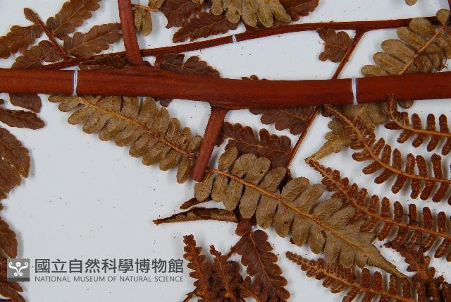 登錄號:P009859藏品圖，第8張