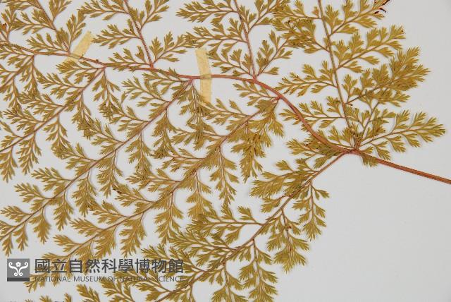 台灣小膜蓋蕨藏品圖，第4張