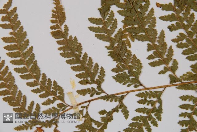 粗毛鱗蓋蕨藏品圖，第5張