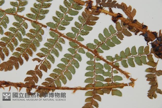 黑鱗耳蕨藏品圖，第5張