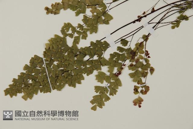 深山鐵線蕨、月芽鐵線蕨藏品圖，第5張
