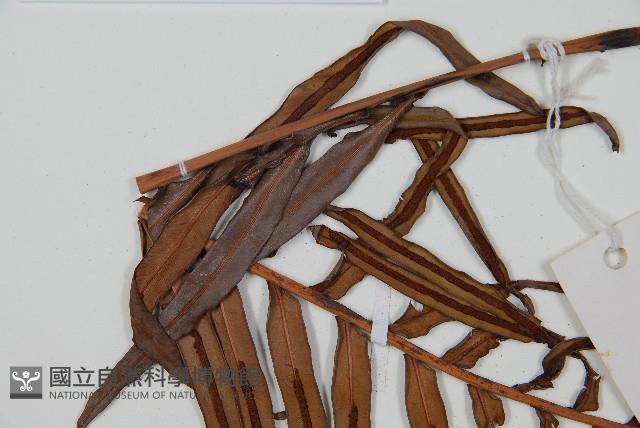 烏毛蕨藏品圖，第5張