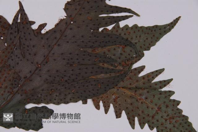 蛇脈三叉蕨藏品圖，第5張