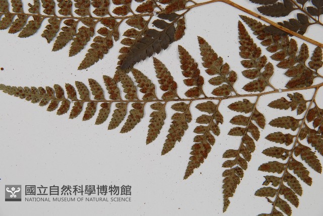 小葉複葉耳蕨藏品圖，第5張