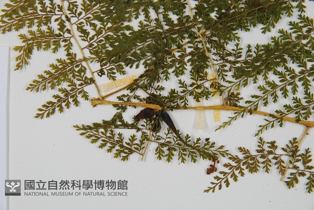 稀子蕨藏品圖，第5張
