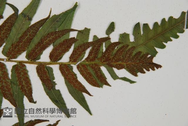 Accession Number:P009899 Collection Image, Figure 4, Total 5 Figures