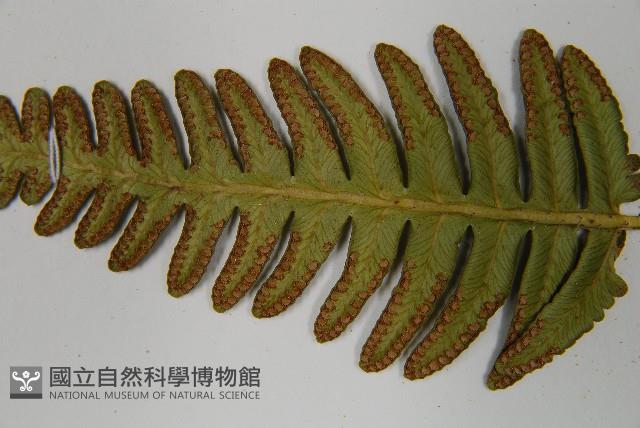 馬來陰石蕨藏品圖，第8張