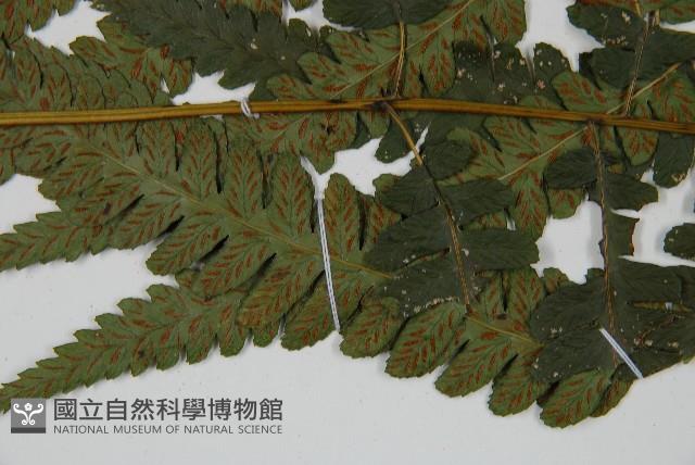 深山雙蓋蕨藏品圖，第5張