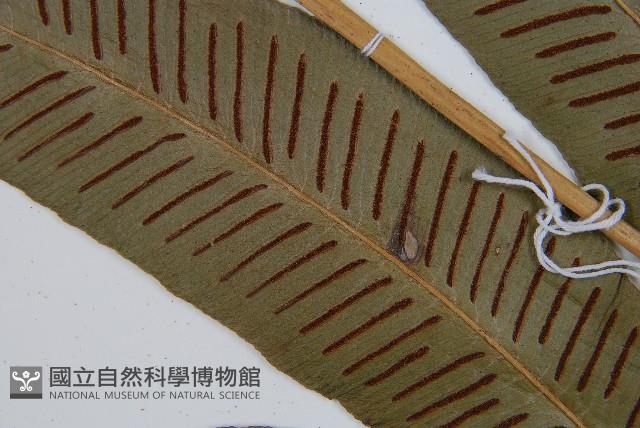 厚葉雙蓋蕨藏品圖，第5張