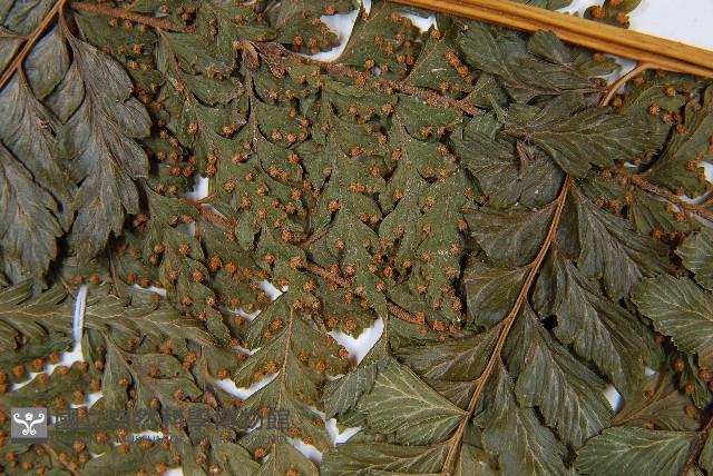 粗毛鱗蓋蕨藏品圖，第8張