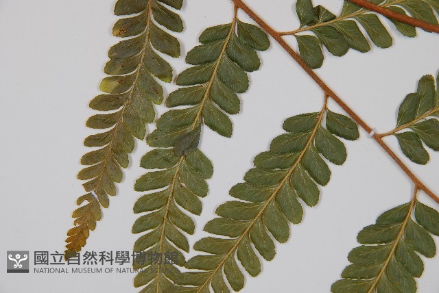 粗毛鱗蓋蕨藏品圖，第5張