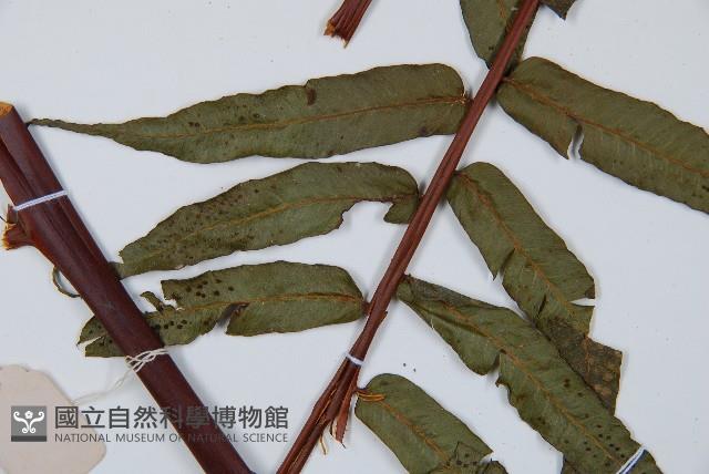 鬼桫欏藏品圖，第5張