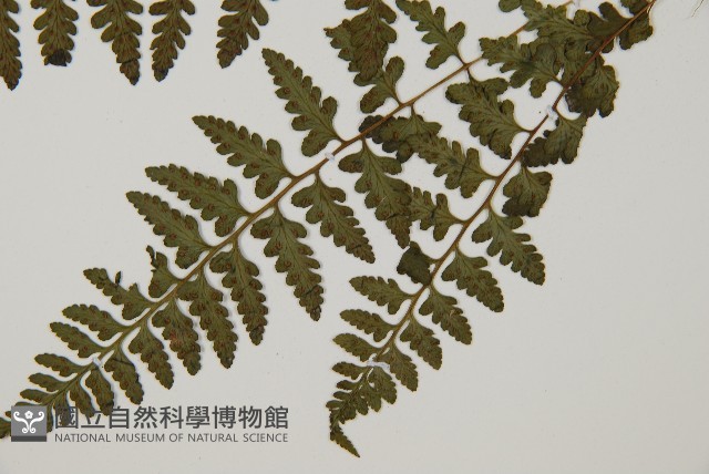 宿蹄蓋蕨藏品圖，第5張