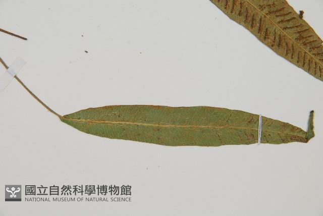 單葉雙蓋蕨藏品圖，第5張