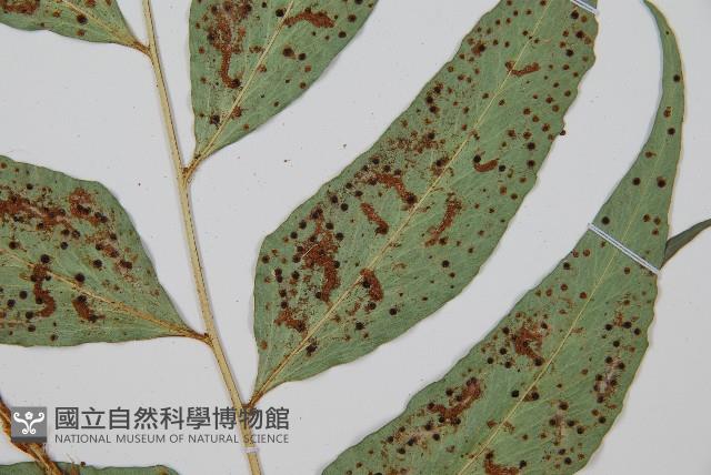 全緣貫眾蕨藏品圖，第4張