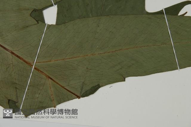 翅柄三叉蕨藏品圖，第5張