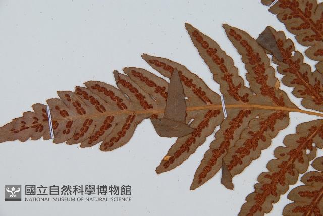 日本狗脊蕨藏品圖，第5張