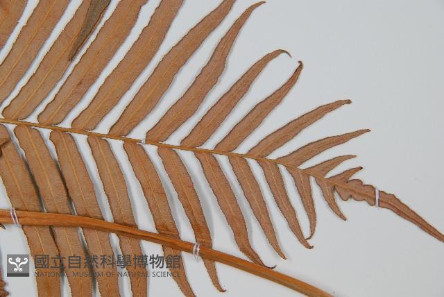 蘇鐵蕨藏品圖，第5張