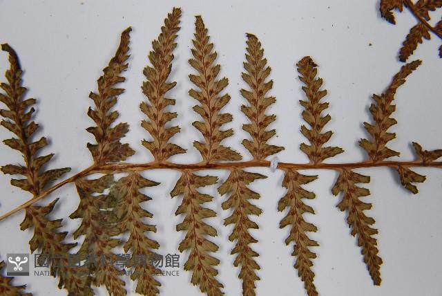 對生蹄蓋蕨藏品圖，第5張