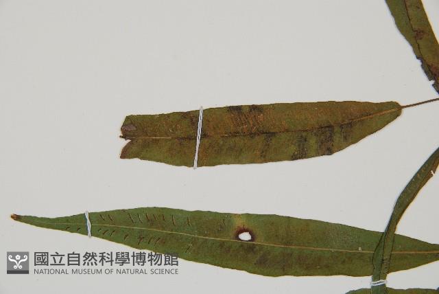 單葉雙蓋蕨藏品圖，第4張