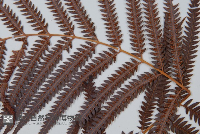臺灣金狗毛蕨藏品圖，第4張