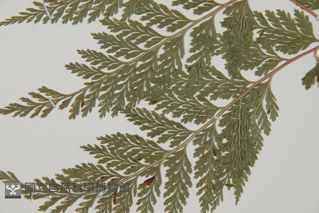 海州骨碎補藏品圖，第5張