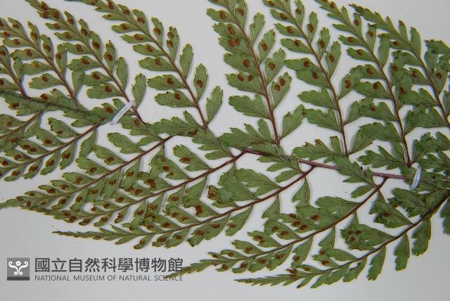 三回蹄蓋蕨藏品圖，第5張