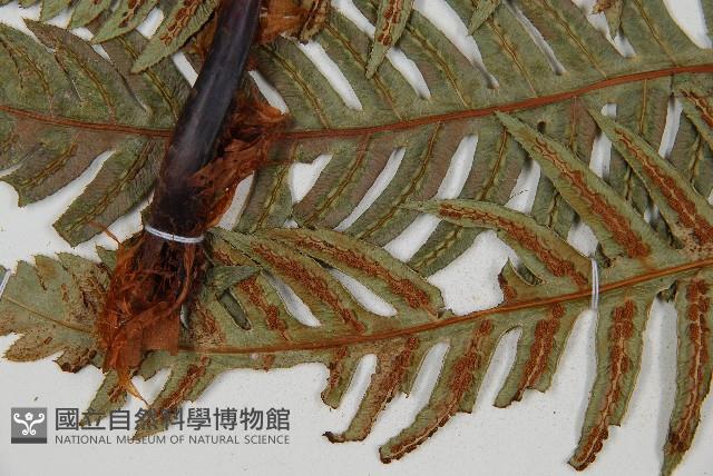 生芽狗脊蕨、頂芽狗脊蕨藏品圖，第5張