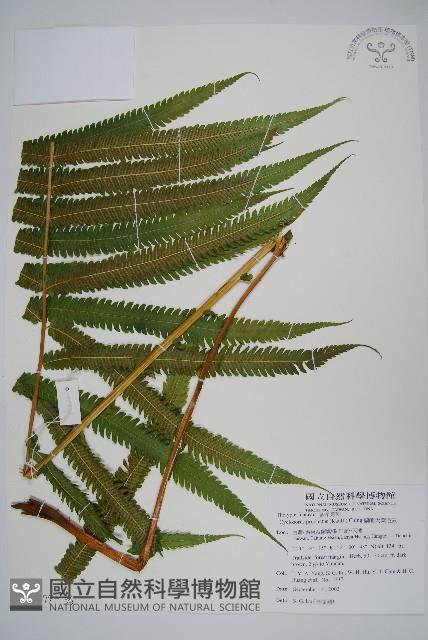 蘭嶼大葉毛蕨藏品圖，第5張