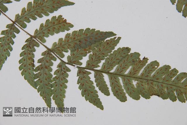 假蹄蓋蕨、東洋蹄蓋蕨藏品圖，第5張