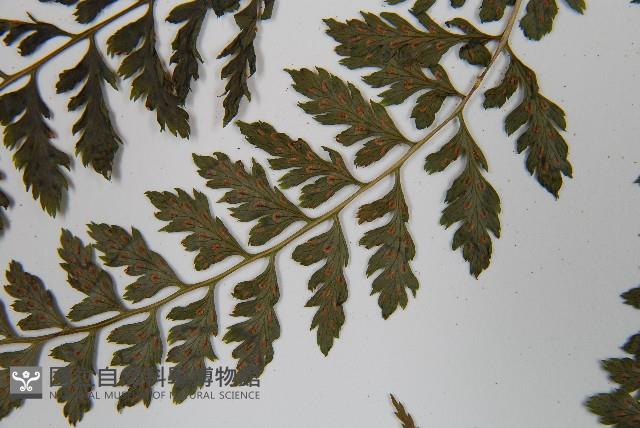 三回蹄蓋蕨藏品圖，第5張