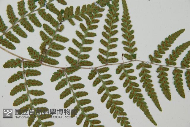 阿里山蹄蓋蕨藏品圖，第5張