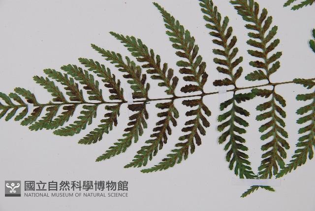 蓬萊蹄蓋蕨藏品圖，第5張