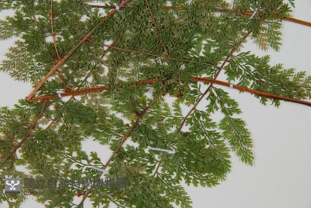 台灣小膜蓋蕨藏品圖，第4張