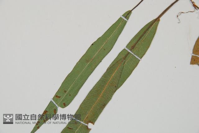 單葉雙蓋蕨藏品圖，第5張