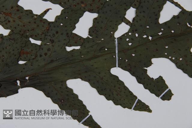 雲南三叉蕨藏品圖，第5張