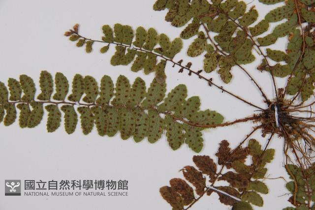 紅苞蹄蓋蕨藏品圖，第5張